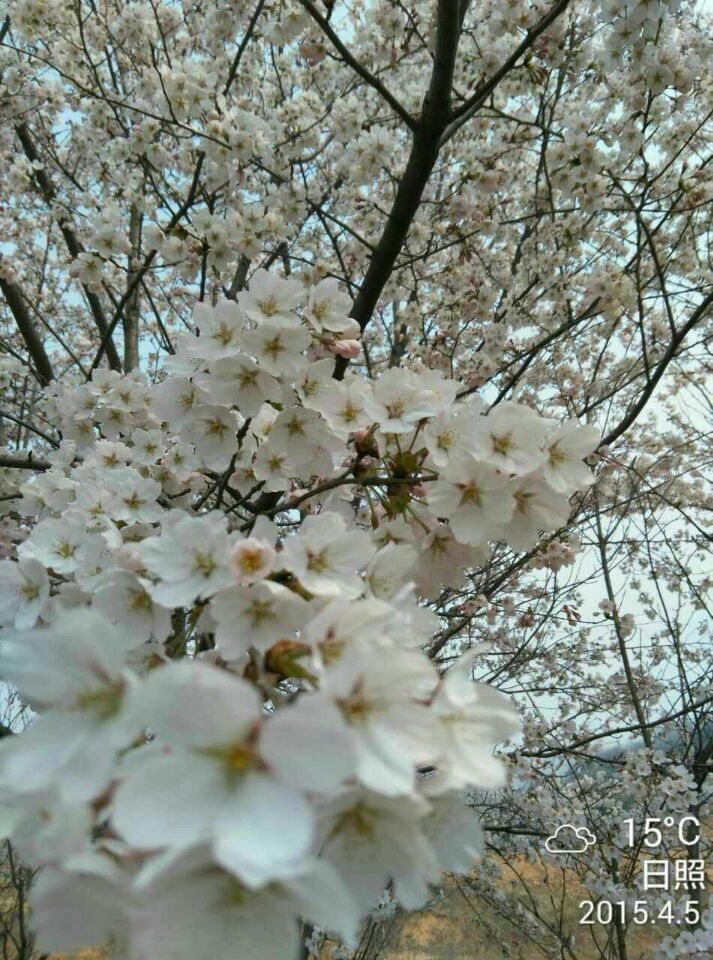 染井吉野